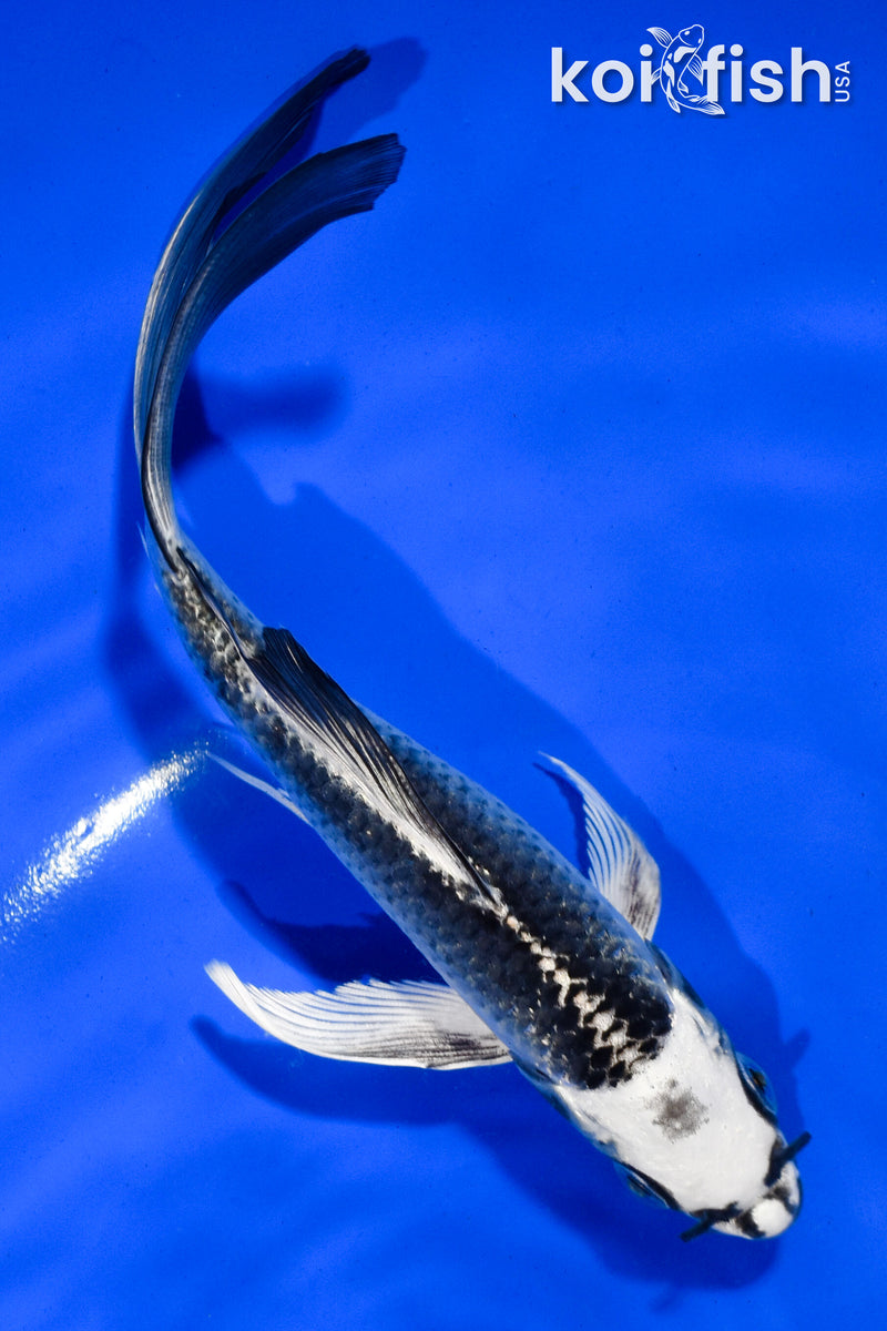 5.5" GIN MATSUBA BUTTERFLY