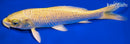 7.25" YAMABUKI OGON