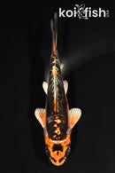 5.25" BENI KIKOKURYU