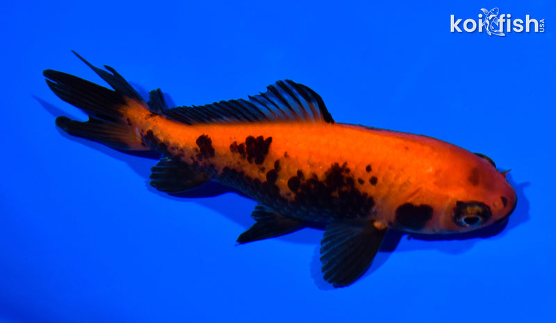 4.5" WAKIN GOLDFISH