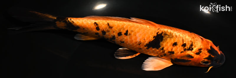 7.25" KIN HI UTSURI