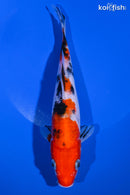 8" SANKE
