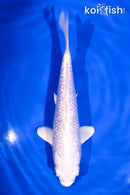 6" GINRIN PLATINUM OGON