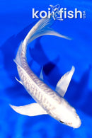 6" DOITSU PLATINUM OGON BUTTERFLY