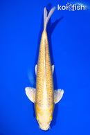 11" GINRIN YAMABUKI OGON