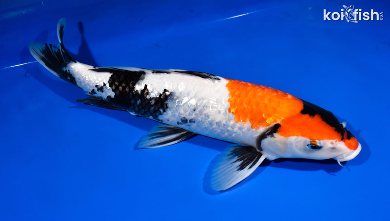 15.5" GINRIN SHOWA