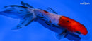 4" CALICO WAKIN GOLDFISH