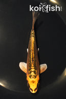 5.25" GINRIN BENI KIKOKURYU