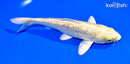 7" GINRIN YAMABUKI OGON