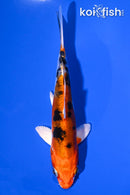5.5" HEISEI NISHIKI