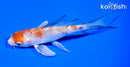 5.25" YAMATO NISHIKI BUTTERFLY