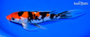 8.25" SANKE BUTTERFLY