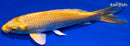 5.25" YAMABUKI OGON