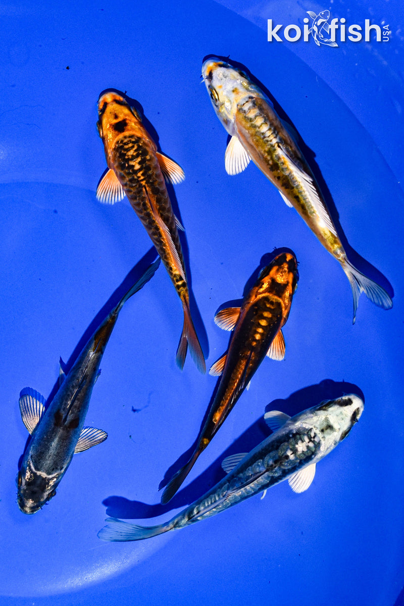 PACK OF (5) 3-4" STANDARD GHOST KOI