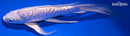 8.5" DOITSU PLATINUM OGON BUTTERFLY