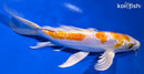 8.75" KIKUSUI BUTTERFLY