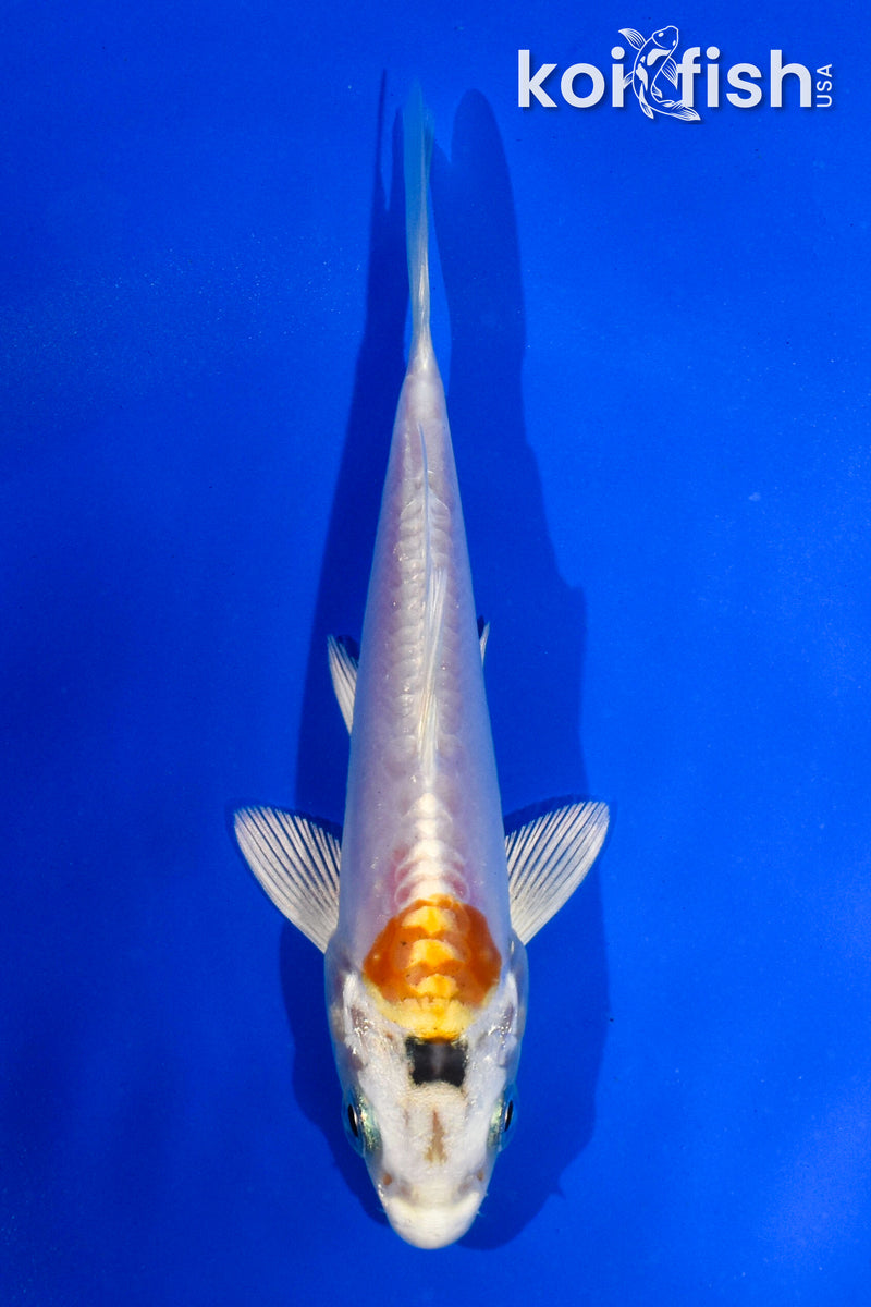 4.5" HEISEI NISHIKI