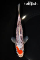 6.25" GOSHIKI