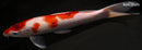11.75" GOROMO