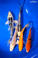PACK OF (5) 5.25-6"  STANDARD KOI