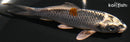 4.5" BENI GINGA