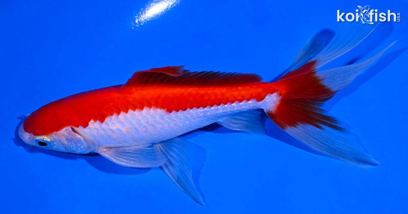 6" SARASA WAKIN GOLDFISH