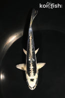 5" KIKOKURYU