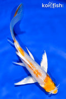 6" HARIWAKE BUTTERFLY