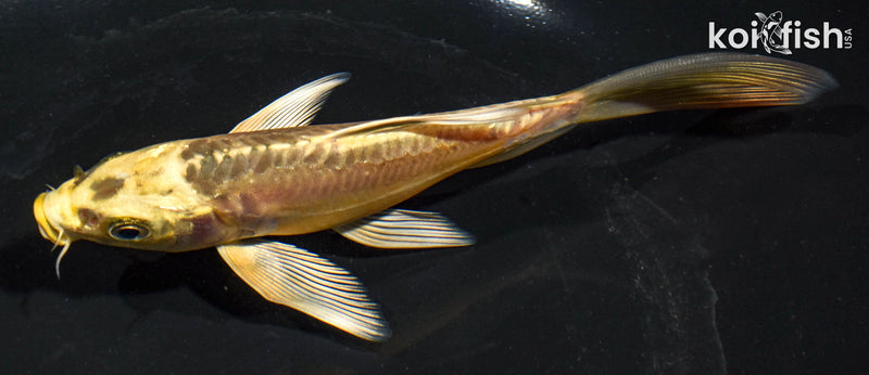 5.5" KIN KIKOKURYU BUTTERFLY