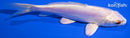 5.25" DOITSU PLATINUM OGON