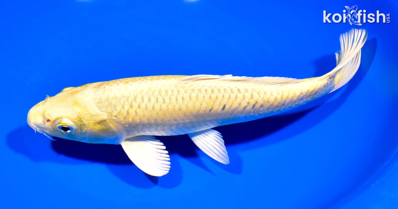 8.75" YAMABUKI OGON