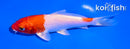 5" HARIWAKE