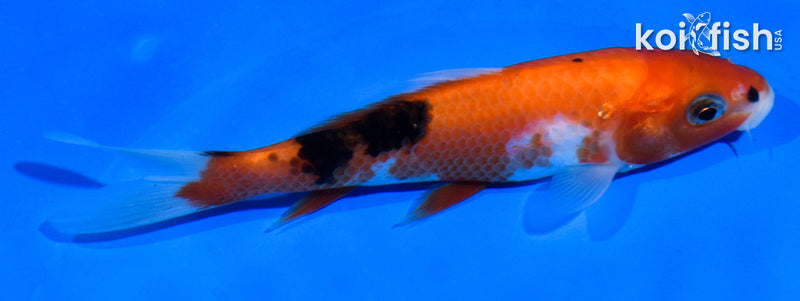 5" SANKE