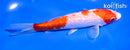 6.5" GINRIN KOHAKU