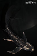 6" GINRIN METALLIC SORAGOI BUTTERFLY