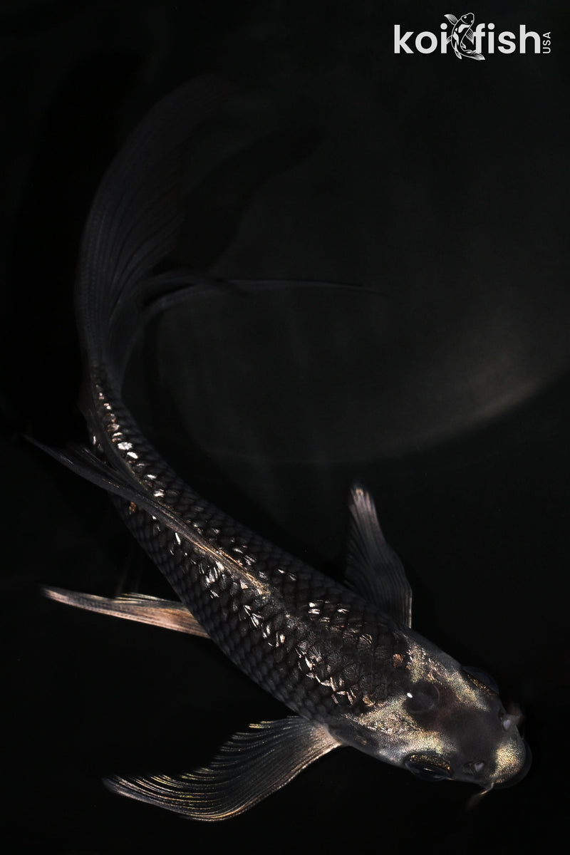 6" GINRIN METALLIC SORAGOI BUTTERFLY