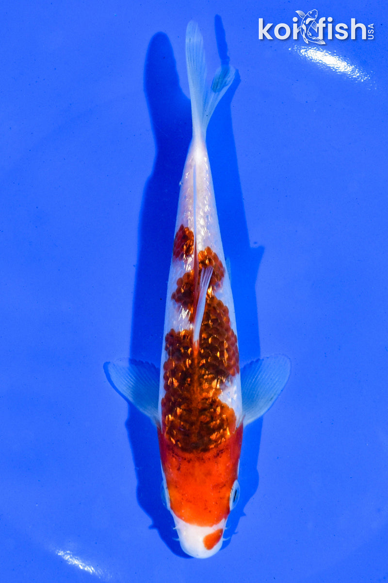 5.5" GINRIN GOROMO