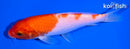 6.25" KOHAKU