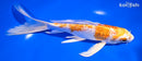 7.75" GINRIN HARIWAKE BUTTERFLY