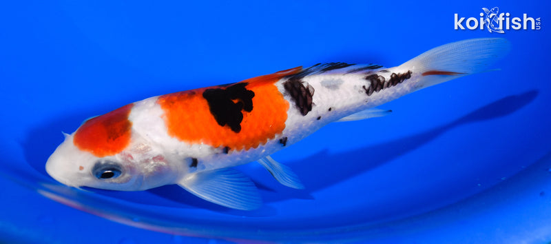 5.75" MARUTEN SANKE