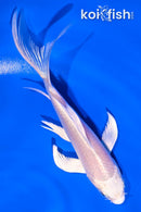 4" PLATINUM OGON BUTTERFLY