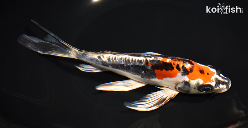 8.5" BENI KIKOKURYU BUTTERFLY
