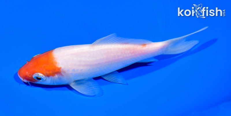 5" KOHAKU