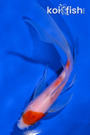 5.5" KOHAKU BUTTERFLY