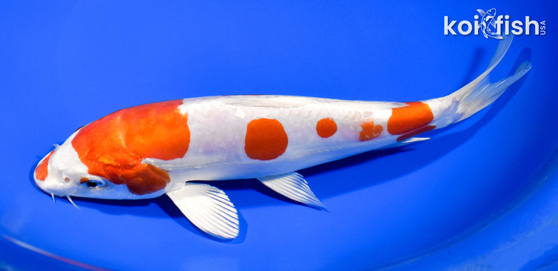 8.5" KIKUSUI