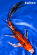8" HEISEI NISHIKI BUTTERFLY