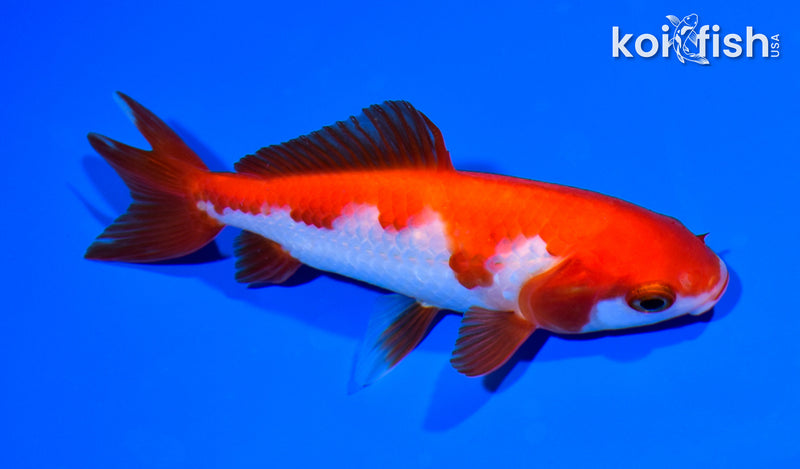 5" WAKIN GOLDFISH