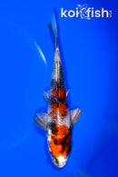 6" KIN SHOWA