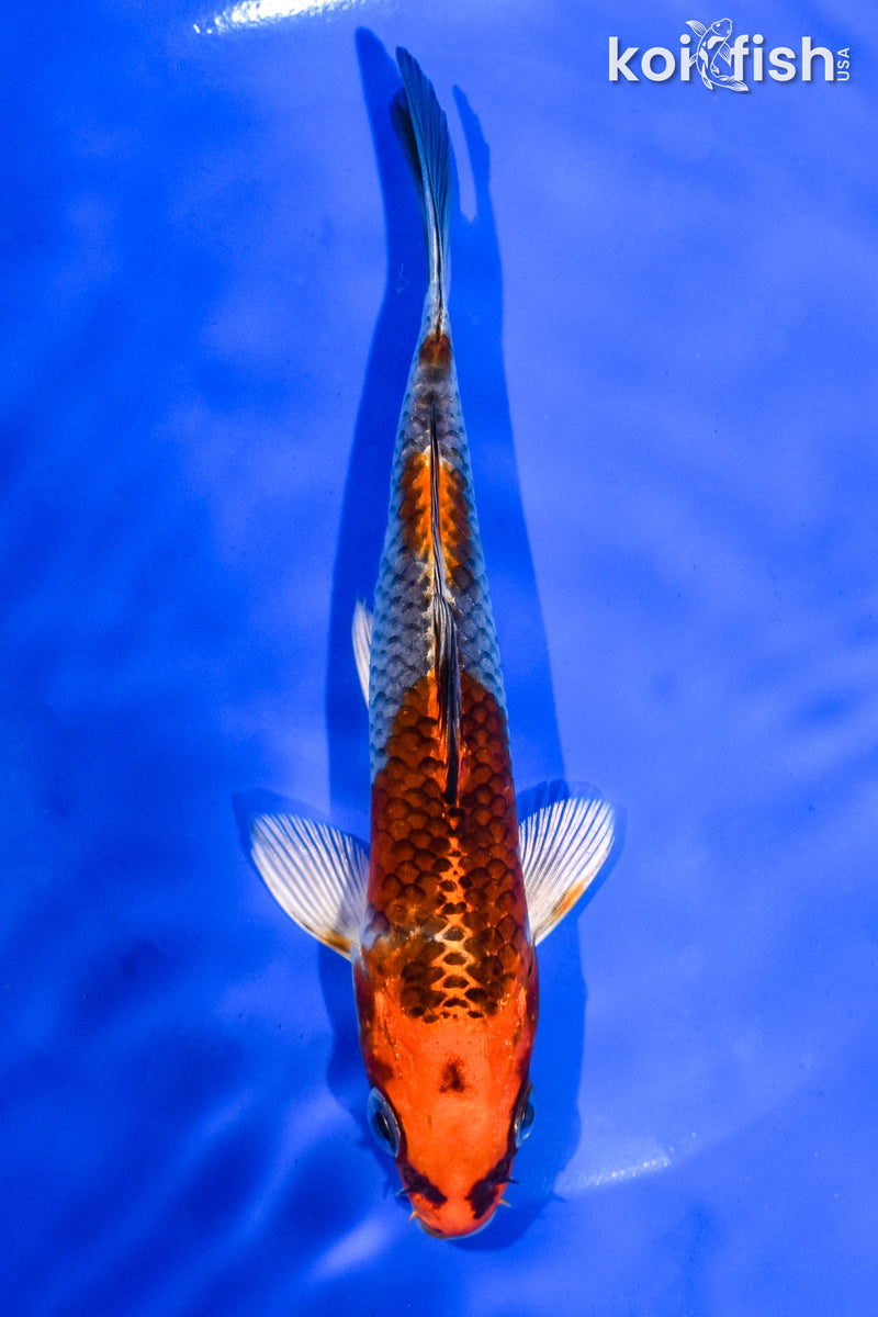 6" KUJAKU