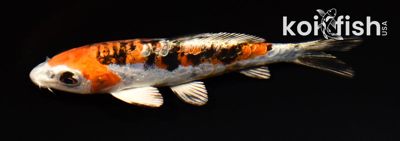 5" HEISEI NISHIKI